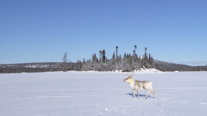 Un caribou avec un collier télémétrique marche seul dans une grande étendue enneigée.