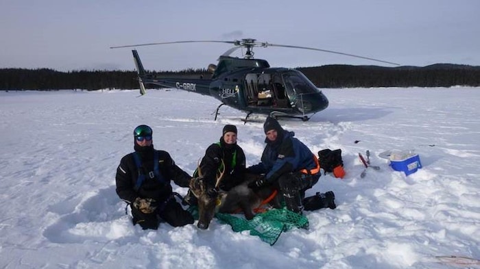 Trois personnes avec un caribou couché pour la pose d'un collier télémétrique. Un hélicoptère en arrière-plan.