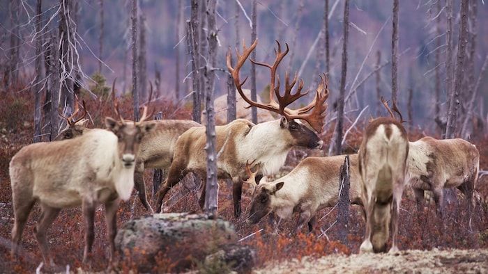 Une harde de caribous forestiers à travers une forêt clairsemée.