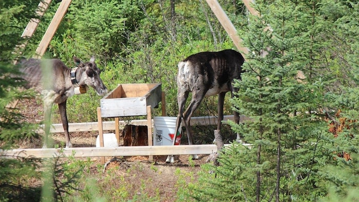 Archives: Caribous forestiers: libération des faons en captivité (2014)