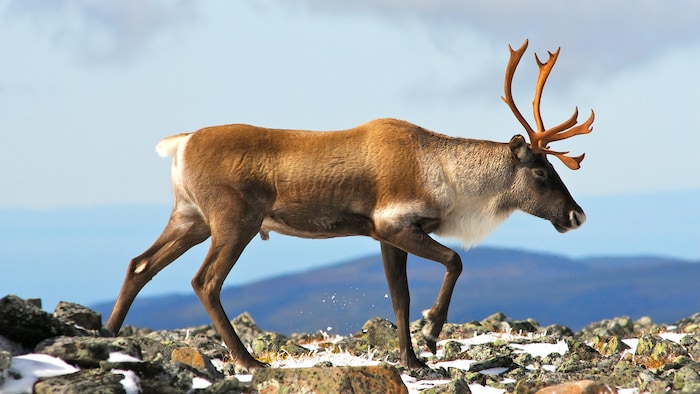 On voit un caribou mâle, de profil, avancer sur un sol rocheux, en hiver.