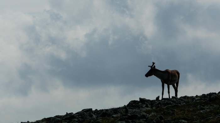 On voit de profil un jeune caribou sur un terrain rocheux. Le ciel est nuageux. 