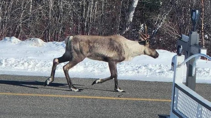 Un caribou sur une route.