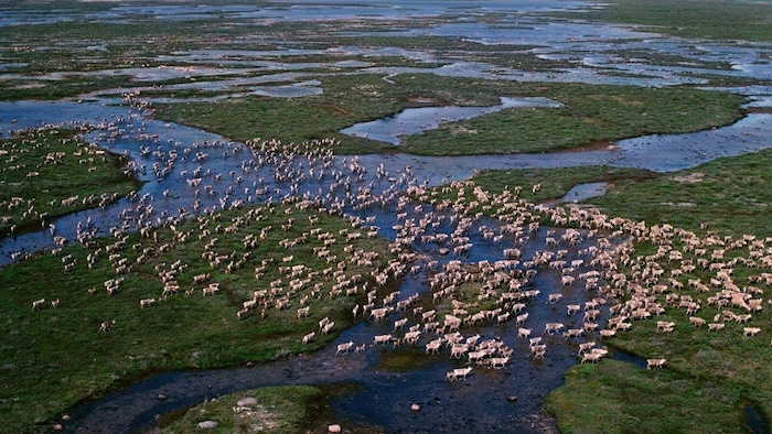 Un troupeau de caribous près de la baie d'Hudson.