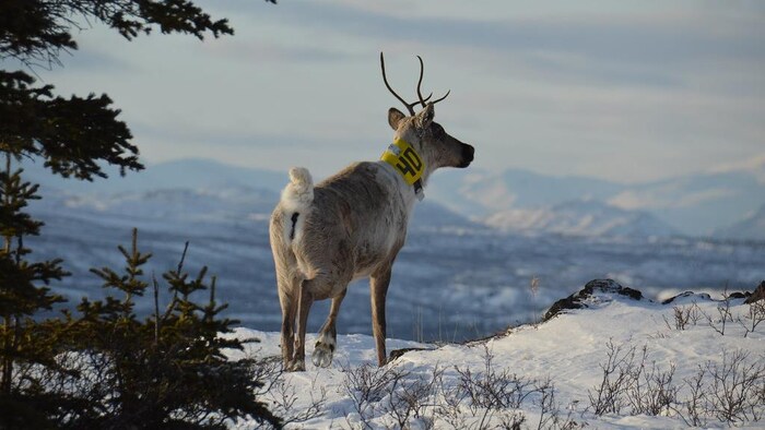 Un caribou porte un collier jaune sur lequel est inscrit le numéro 40.