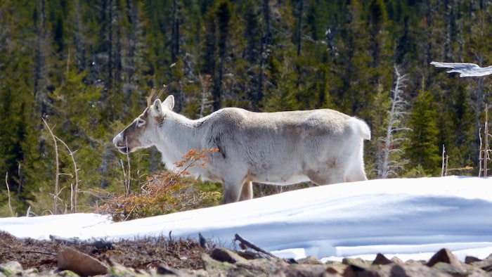 Un caribou au pelage pâle derrière un banc de neige.