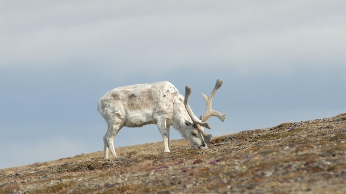 Un caribou au pelage blanc mange des herbes au sol, durant l'été.
