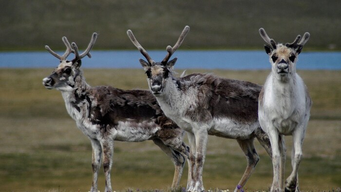 Trois caribous devant une étendue d'eau regardent la caméra.
