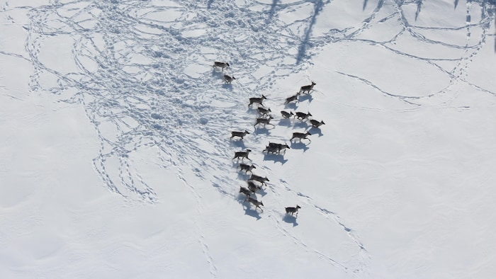 Une vingtaine de caribous sur une étendue enneigée couverte de traces de caribous.