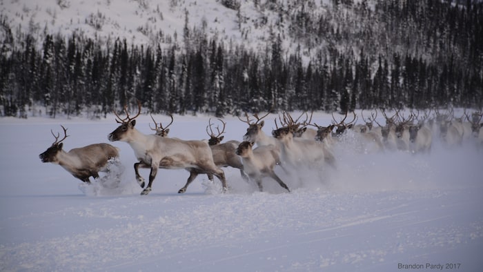 Un troupeau de caribous dans la neige.
