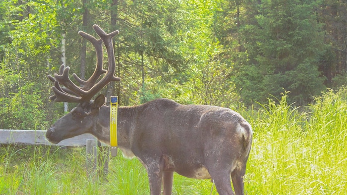 Un caribou forestier dans un enclos à Val-d'Or.