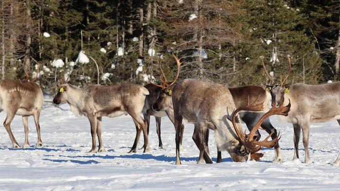 Un groupe de caribous dans la neige