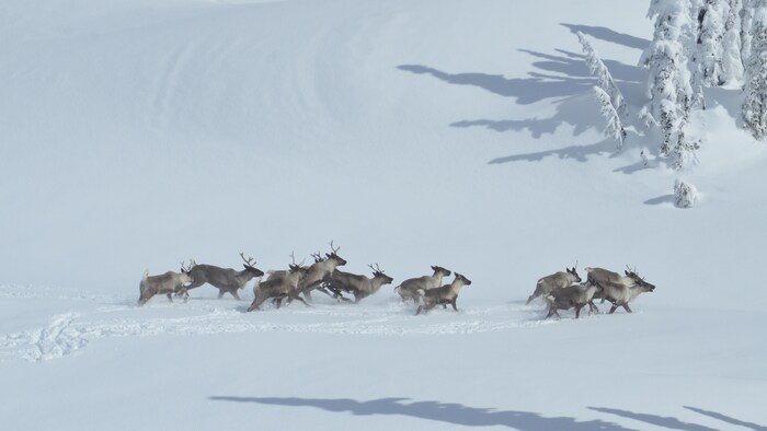 Un troupeau de caribous traversent une plaine enneigée.