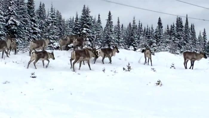 Une harde de caribous forestiers.