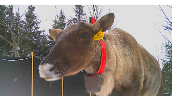 Un caribou forestier porte une étiquette sur une oreille ayant le numéro 41. Il a aussi un collier télémétrique autour du cou.