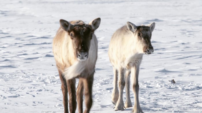 Deux caribous montagnards marchent sur la neige 