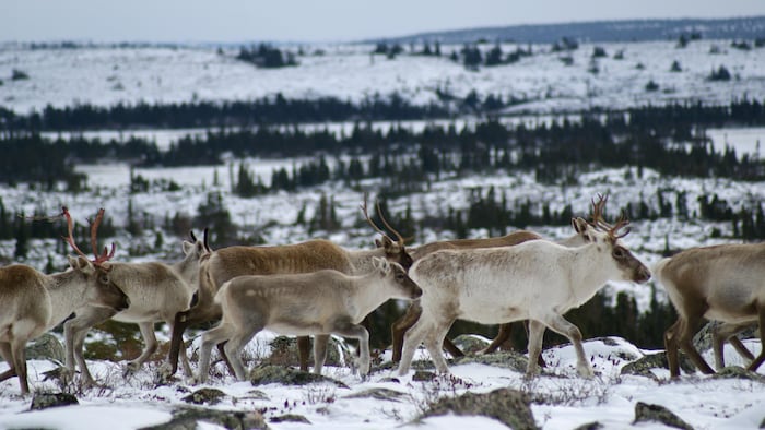 Des caribous migrateurs au Nunavik, devant un paysage enneigé en octobre 2009.