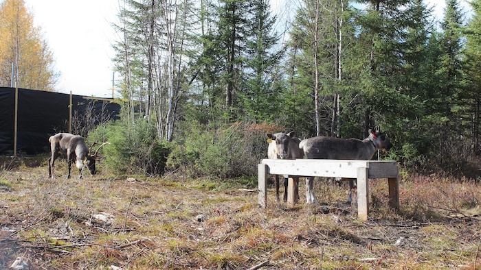 Des caribous mangent dans une mangeoire dans la nature.