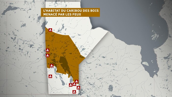 La zone d'habitat des caribous des bois (en jaune) est touchée par des incendies de forêt au Manitoba.