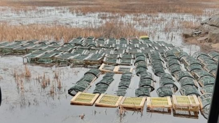 Des casiers à l'eau dans une zone marécageuse.