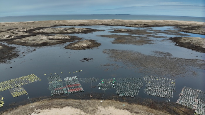 Des casiers ont été mis à tremper dans des milieux humides devant des dunes.