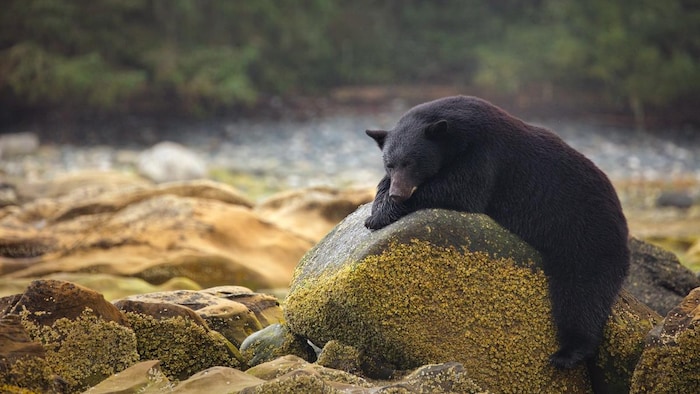 Un ours noir se repose sur un rocher près de l'eau.