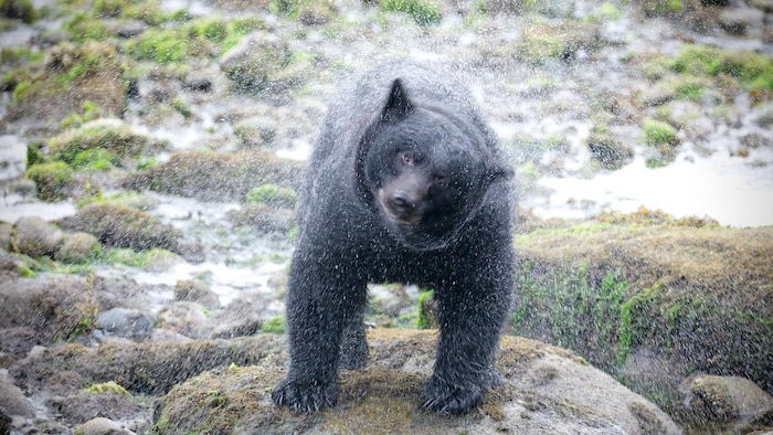 Un ours noir se secoue sur un rivage.