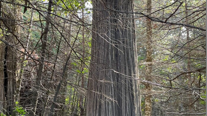Un vieil arbre à l'écorce sèche et rayée, au milieu d'une forêt.