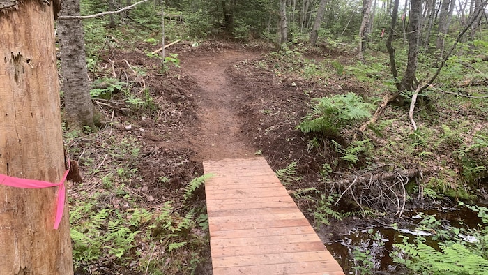 Un petit pont en forêt.