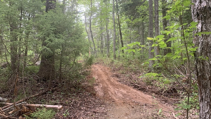 Un sentier en forêt.