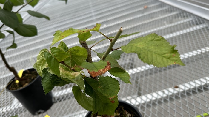 Une plante infectée.