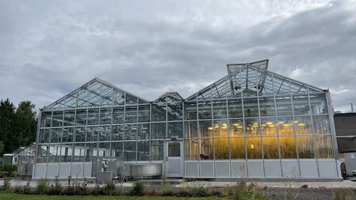 Des  serres dans un centre de recherche agroalimentaire.