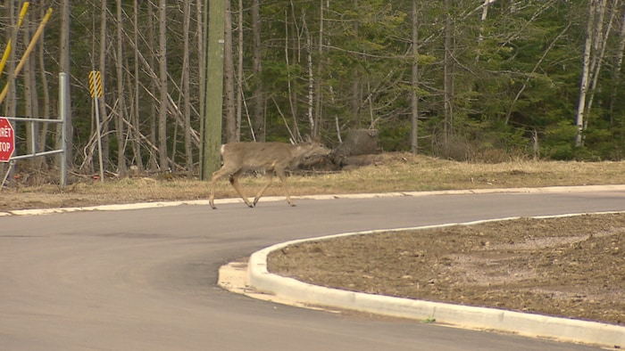 Un cerf qui marche sur une route.