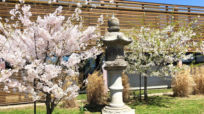 Des cerisiers dans un des jardins du Centre culturel japonais de North York.
