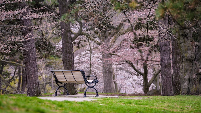 Les cerisiers de High Park, à Toronto, au début de leur floraison.