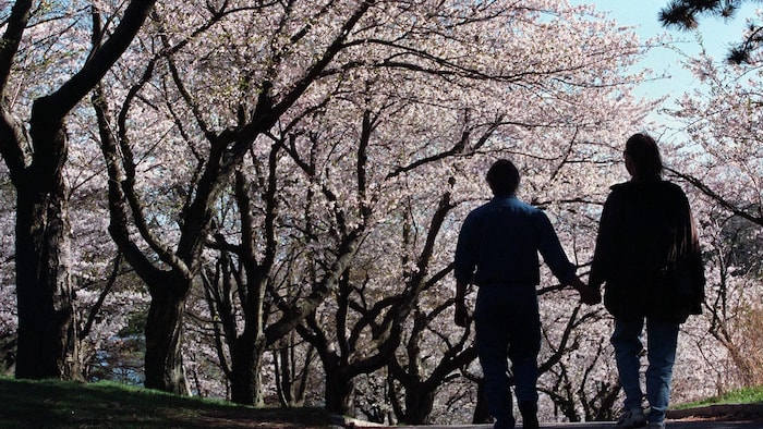 Un couple marche à High Park dans une rangée de cerisiers.