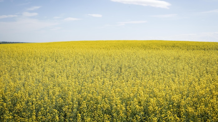 Un champ de canola en fleur.