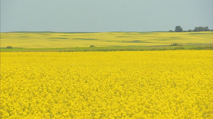 加拿大是世界上最大的油菜籽生产国.