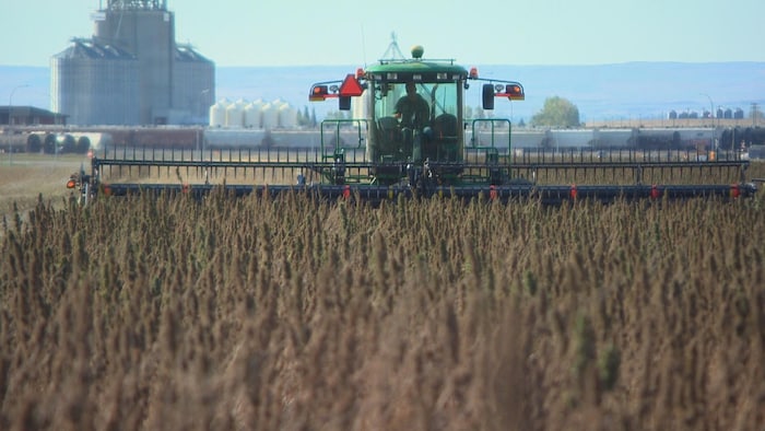Une machinerie lourde utilisée en agriculture circule à travers un champ. Le véhicule, photographié de face, semble se diriger vers nous.