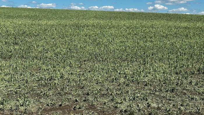 Les dégâts de la grêle dans un champ en Saskatchewan, en juillet 2026. 