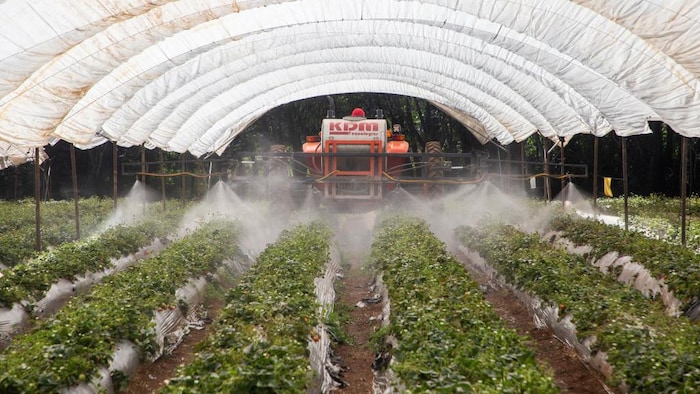 Un tracteur fumige les fraises d'un verger de fraises.
