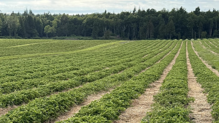 Le champ de fraises de la fraisière Lebel.