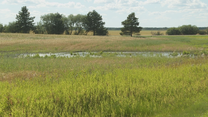 Un champ partiellement inondé dans le comté de Saint-Paul, en Alberta. 