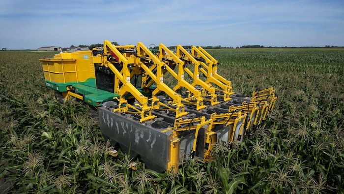 Un collecteur de pollen PowerPollen est conduit dans un champ de maïs près d'Ames, dans l'Iowa., le jeudi 22 août 2024. (AP Photo/Charlie Neibergall)
