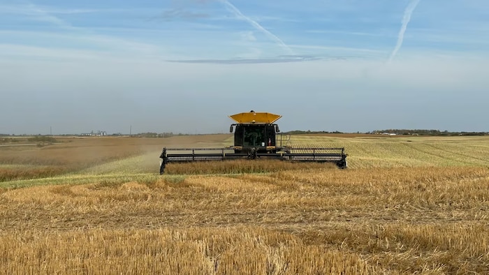 Une moissonneuse-batteuse lors d'une récolte de canola en septembre 2023 dans un champ à l'ouest de Virden, au Manitoba.