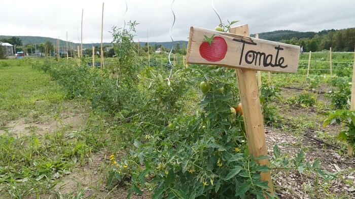 Des plants de tomates dans un jardin maraîcher.