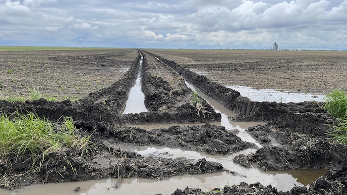 Des tranchées dans un champ gorgé
d'eau.