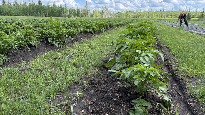 Un champ de pommes de terre. Au loin, une personne travaille. 
