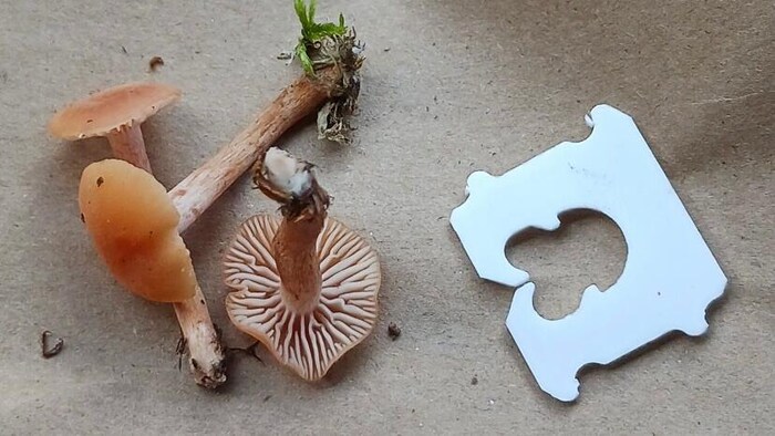 Three small mushrooms lay on the ground next to the bread bag clip, to show their size.