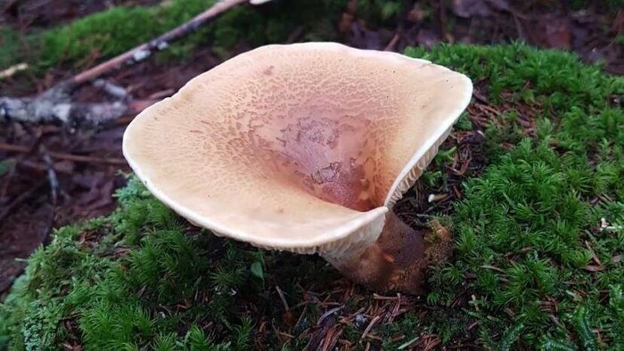 Cream-colored mushroom, in the form of a trumpet mouthpiece.
